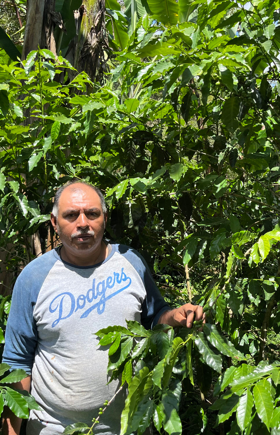 Oscar in his own coffee, holding a branch of unripe cherries at the finca in Coatepec, Veracruz