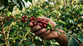 A hand holding ripe red and unripe green coffee cherries during the coffee harvest season