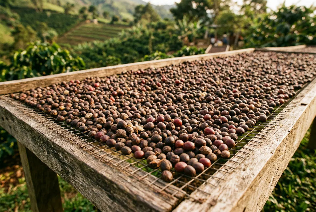 Coffee processing in action: coffee cherries drying on raised beds as washed coffee on a plantation in Chiapas.