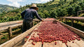 Koffiekersen liggen verspreid op verhoogde droogbedden in de zon tijdens natural processing — de natural processed methode die de smaak van koffie bepaalt.