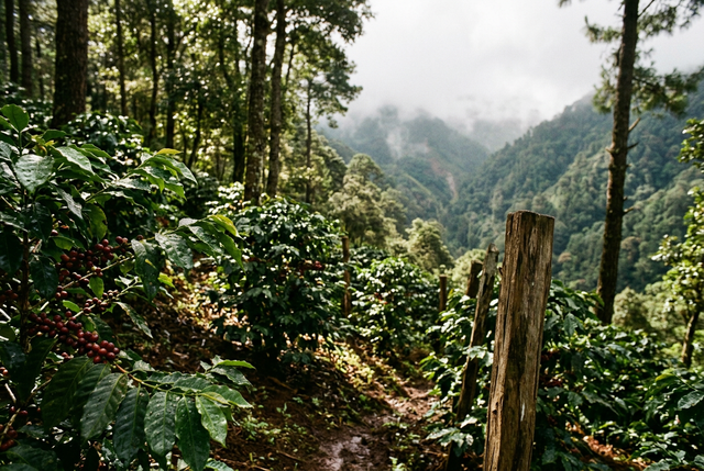 Puebla coffee: small plots and the highest yields in Mexico