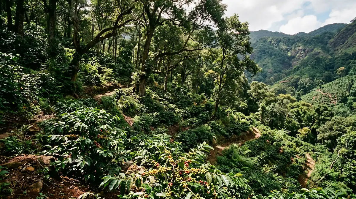 Koffieplanten groeien onder een bladerdek van schaduwbomen op een helling — schaduwgroei koffie ondersteunt biodiversiteit en levert een complexe smaak van specialty coffee.