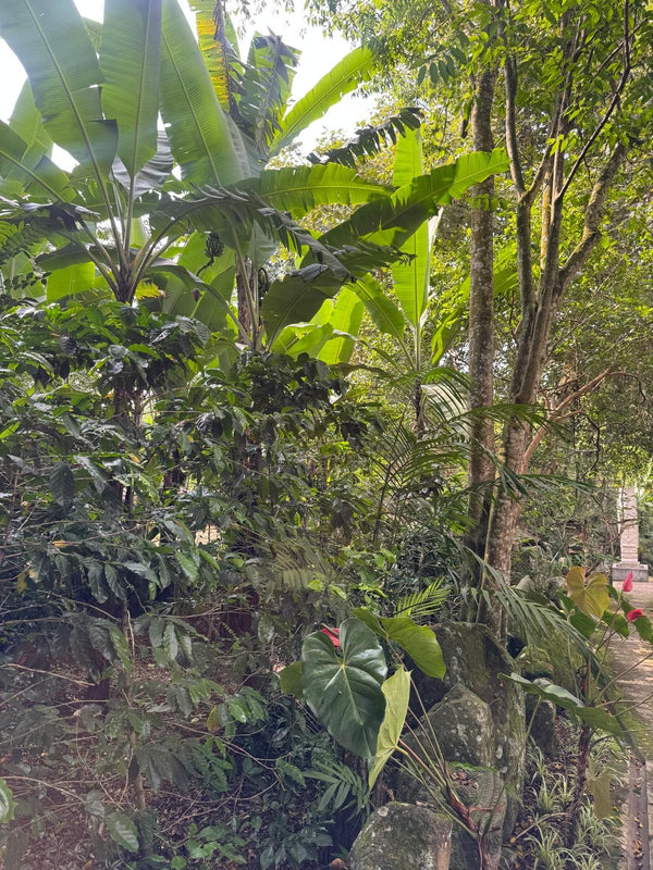 Shade-grown coffee in Veracruz: why the trees stand above it