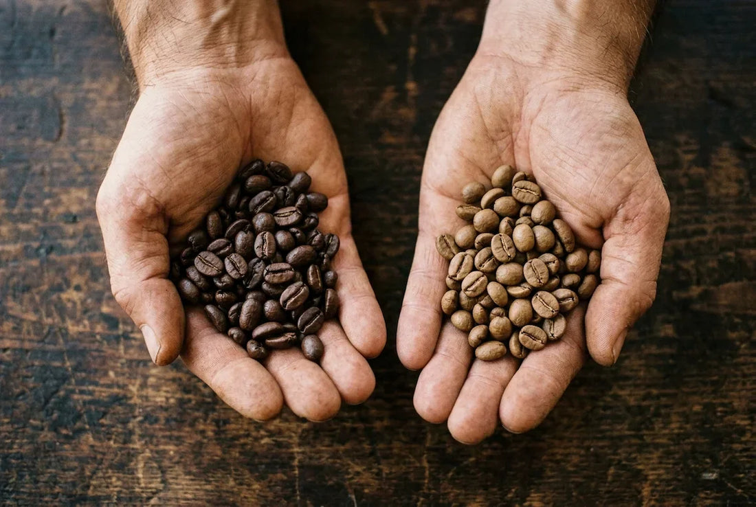 Arabica coffee cherries and robusta beans side by side showing the verschil arabica robusta in taste and quality.