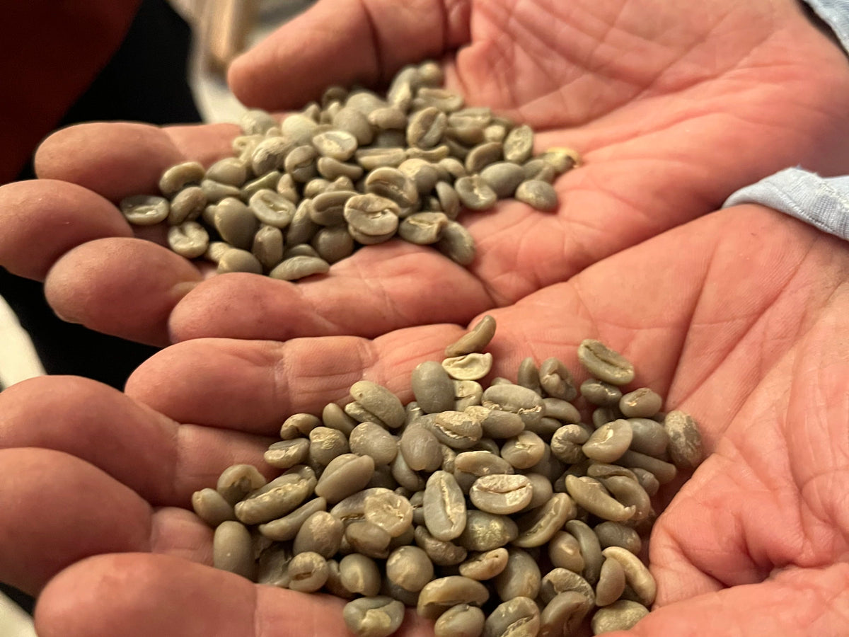A grower's cupped hands holding unsorted green coffee beans, Veracruz, Mexico