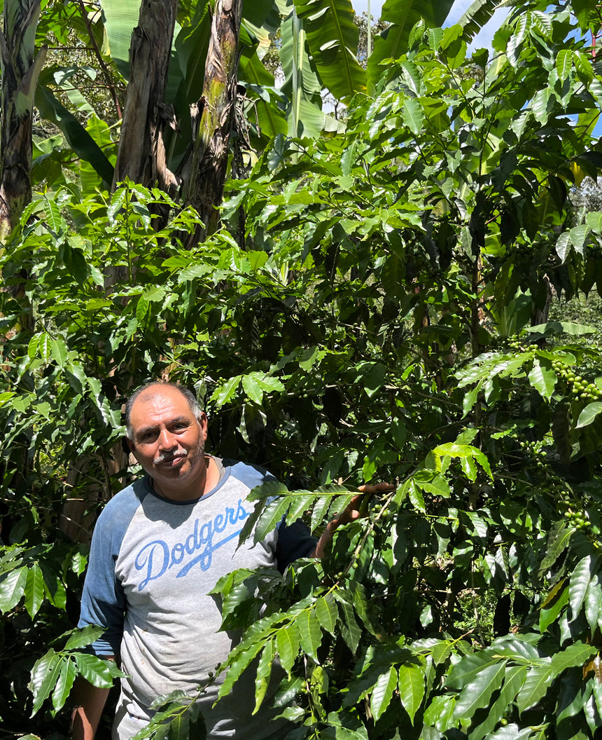 Oscar in the coffee rows at the finca in Coatepec, Veracruz